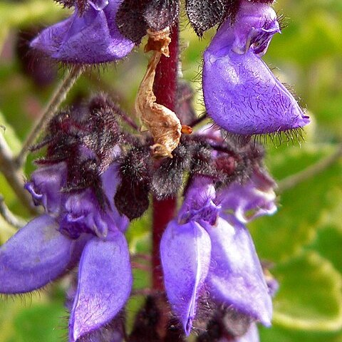 Plectranthus lanuginosus unspecified picture