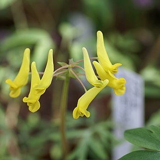 Corydalis gorinensis unspecified picture