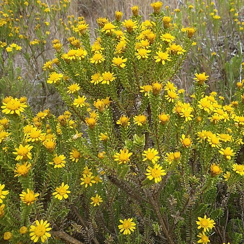 Oedera uniflora unspecified picture