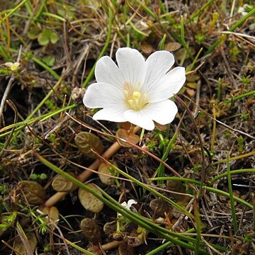 Epilobium angustum unspecified picture