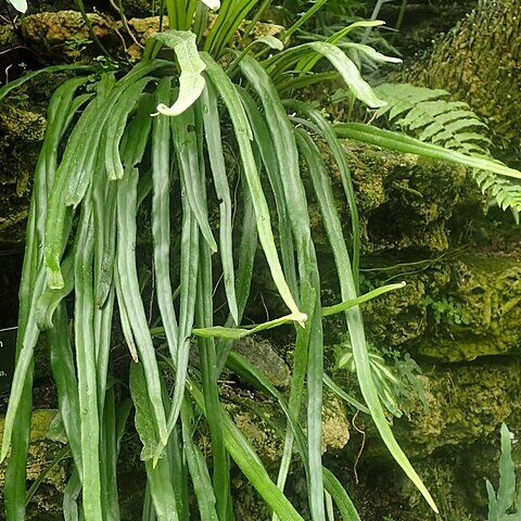 Pyrrosia longifolia unspecified picture