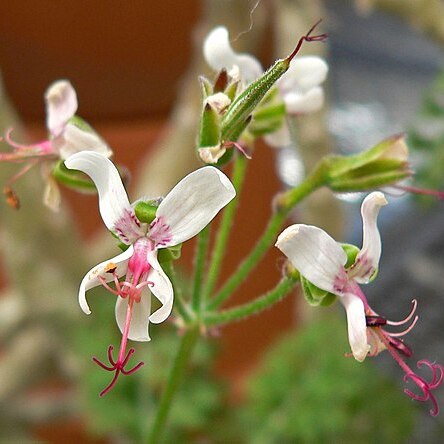 Pelargonium carnosum (l.) l'hér. unspecified picture