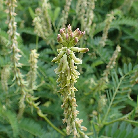 Astragalus falcatus unspecified picture