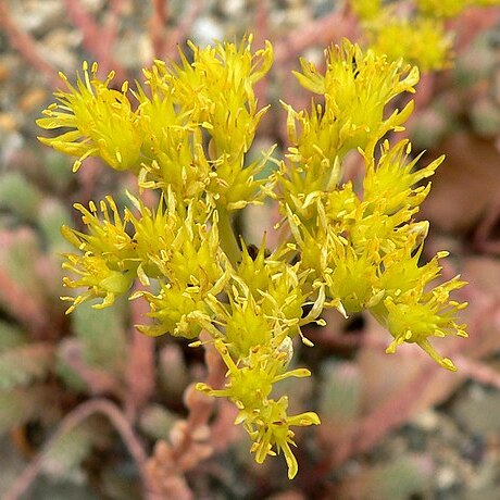 Sedum liebmannianum unspecified picture