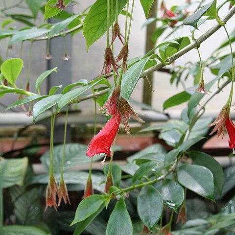 Nematanthus crassifolius unspecified picture