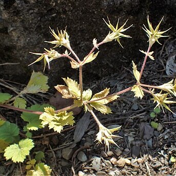 Geum heterocarpum unspecified picture