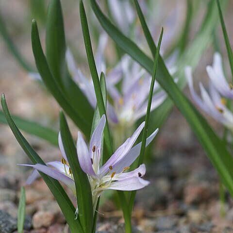 Colchicum soboliferum unspecified picture