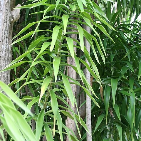 Dracaena americana unspecified picture