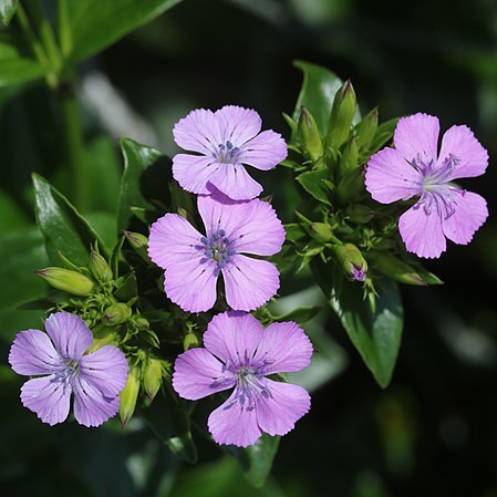 Dianthus japonicus unspecified picture