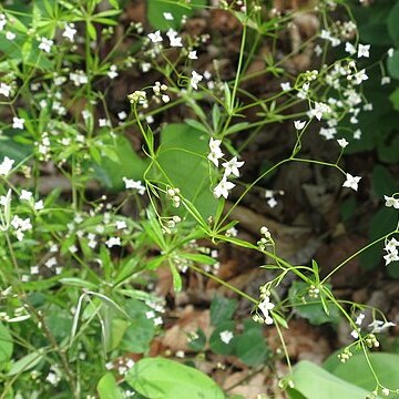 Galium dahuricum unspecified picture