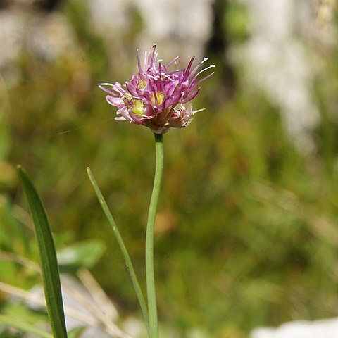 Allium kermesinum unspecified picture