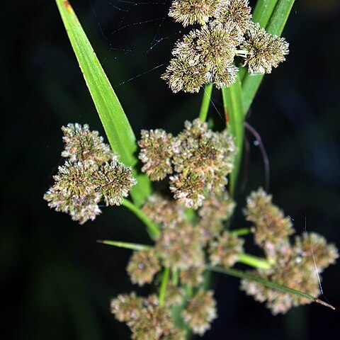 Scirpus pallidus unspecified picture