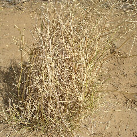 Crotalaria burhia unspecified picture