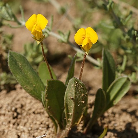 Scorpiurus unspecified picture