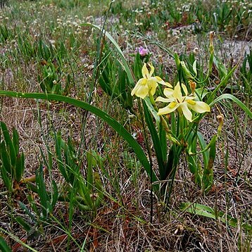 Moraea papilionacea unspecified picture