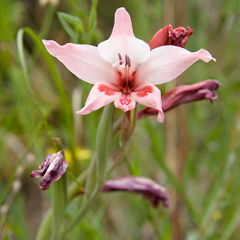 Gladiolus carneus unspecified picture