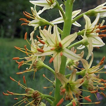 Eremurus thiodanthus unspecified picture