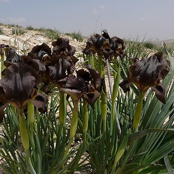 Iris bostrensis unspecified picture