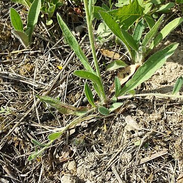 Pilosella densiflora unspecified picture