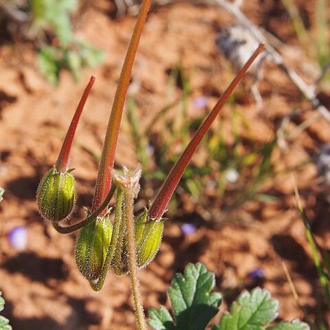 Erodium crinitum unspecified picture