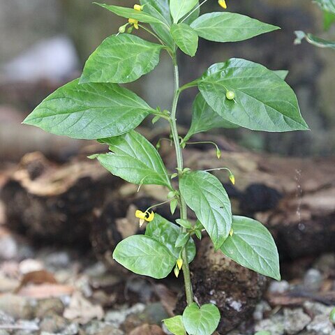 Lysimachia sikokiana unspecified picture