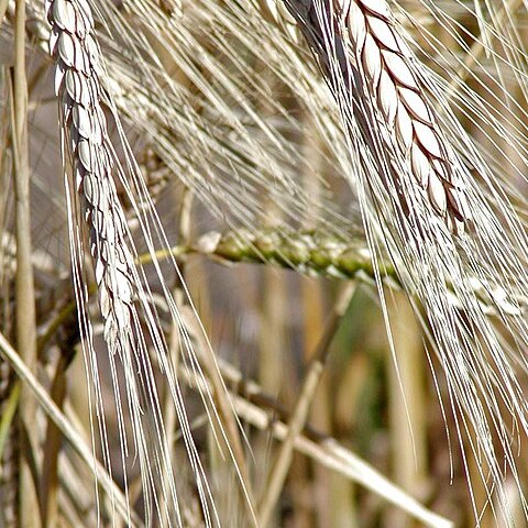 Triticum turanicum unspecified picture