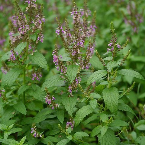 Teucrium japonicum unspecified picture