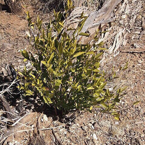 Jasminum calcareum unspecified picture