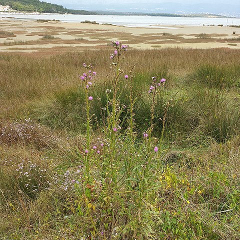 Cirsium creticum d'urv. unspecified picture