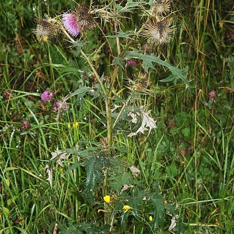 Cirsium caucasicum unspecified picture