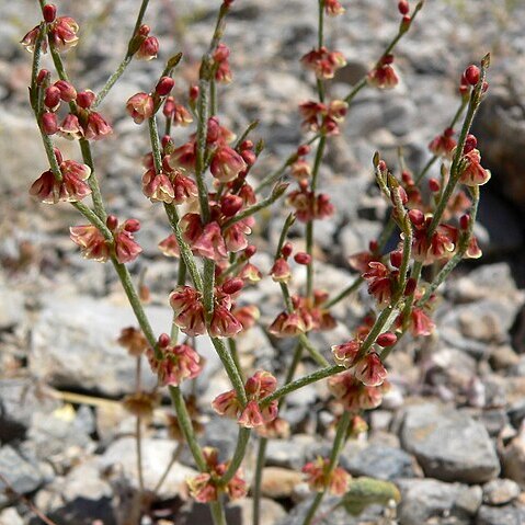 Eriogonum nidularium unspecified picture