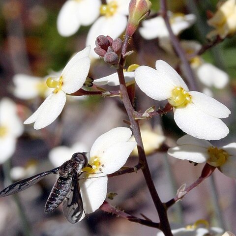 Stylidium hortiorum unspecified picture