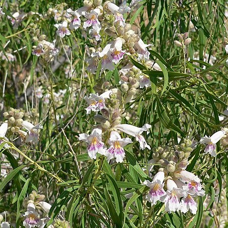 Chilopsis linearis subsp. arcuata unspecified picture