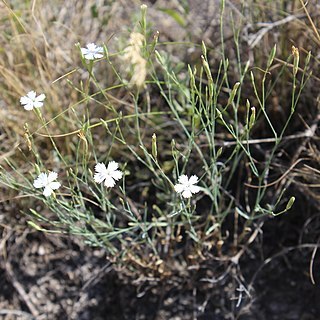 Dianthus rigidus unspecified picture