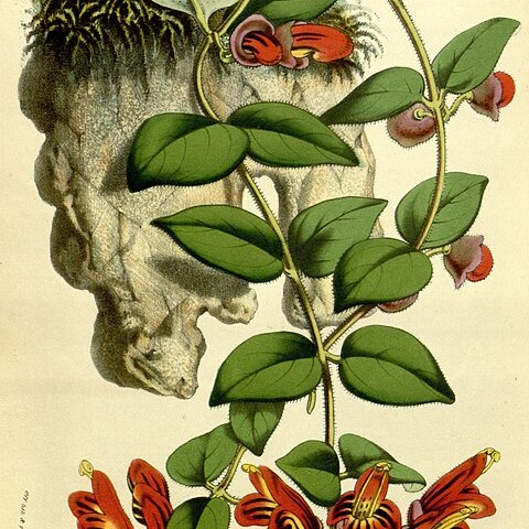 Aeschynanthus tricolor unspecified picture