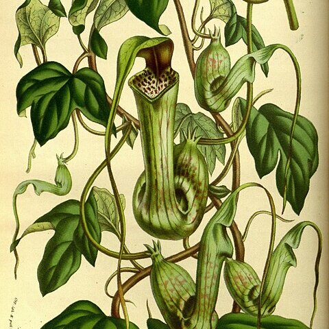 Aristolochia trilobata unspecified picture