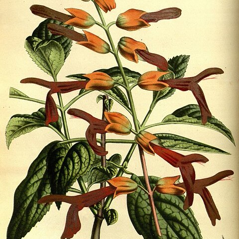 Salvia sessei unspecified picture