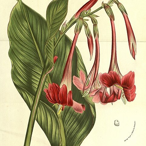 Canna iridiflora unspecified picture