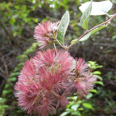 Proustia pyrifolia unspecified picture