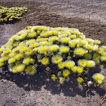 Mesembryanthemum eurystigmatum unspecified picture