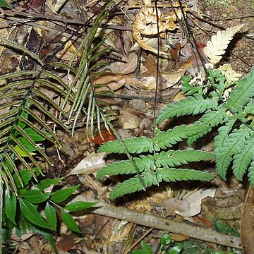 Blechnum diversifolium unspecified picture