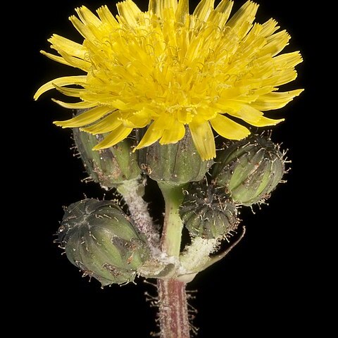 Sonchus hydrophilus unspecified picture