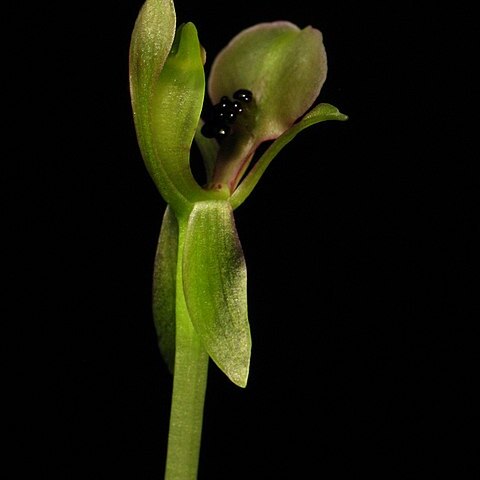 Chiloglottis trapeziformis unspecified picture