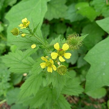 Geum macrophyllum var. perincisum unspecified picture