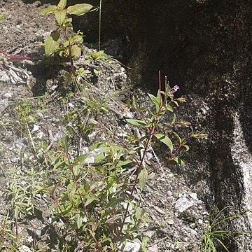 Epilobium royleanum unspecified picture