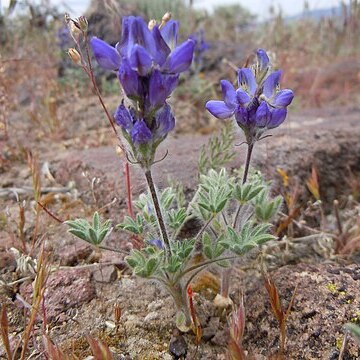 Lupinus malacophyllus unspecified picture