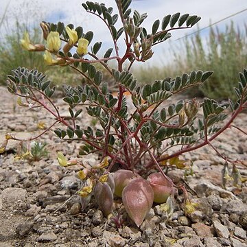 Astragalus aquilonius unspecified picture