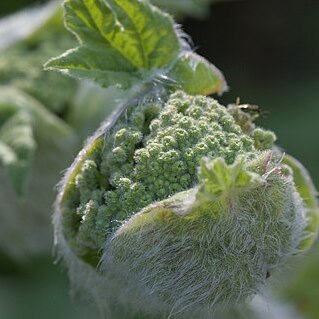 Heracleum antasiaticum unspecified picture