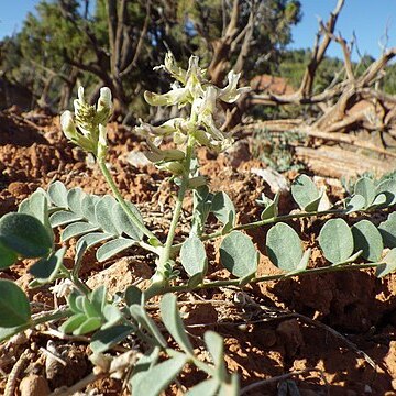 Astragalus oreganus unspecified picture