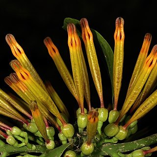 Agelanthus crassifolius unspecified picture